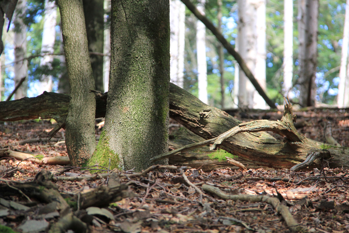 LED lampe de table à manger - fait main pièce unique - 133cm branche de chêne
